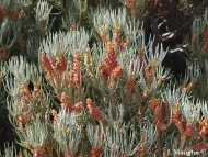 Pinus monophylla 