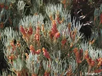 Pinus monophylla - アメリカヒトツバマツ , アメリカ一葉松 - クリックして拡大する