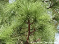 Pinus montezumae