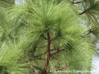 Pinus montezumae - モンテスマパイン , モンテスママツ - クリックして拡大する
