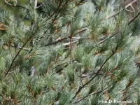 Pinus monticola - ウエスタンホワイトパイン - Click to enlarge