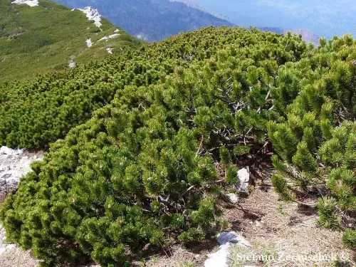 Pinus mugo - モンタナマツ , スイスコウザンマツ , スイスミヤママツ
