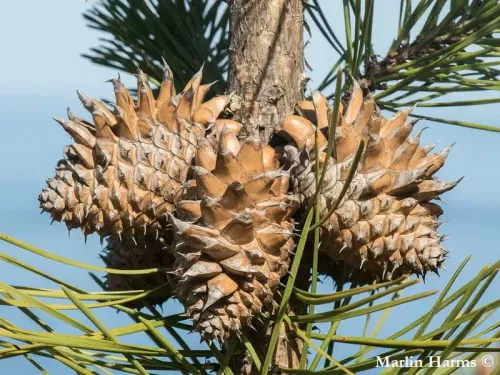 Pinus muricata - ビショップマツ