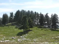 Pinus nigra 