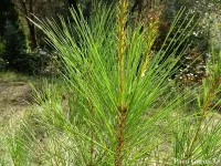 Pinus occidentalis - ハイチアンパイン, イスパニョーラマツ - クリックして拡大する
