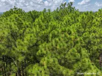 Pinus palustris - ダイオウマツ - クリックして拡大する