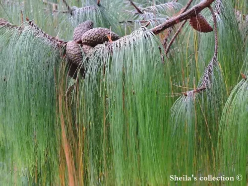 Pinus patula - メキシコシダレパイン