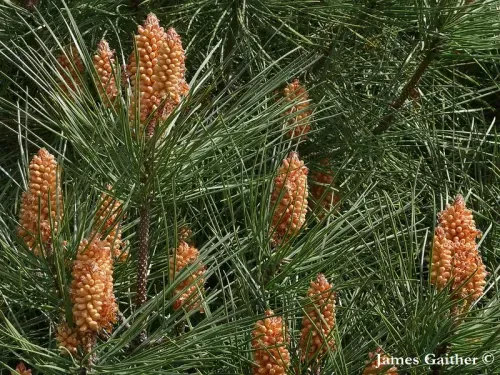 Pinus pinaster - フランスカイガンショウ , カイガンショウ , カイガンマツ , フッコクカイガンショウ , オニマツ
