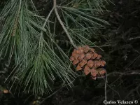 Pinus pinceana - ピンスマツ  - Click to enlarge