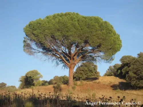 Pinus pinea - イタリアカサマツ