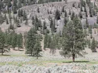 Pinus ponderosa - ポンデローサマツ - Click to enlarge