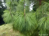 Pinus pseudostrobus - スムースバーク・メキシカンパイン - クリックして拡大する