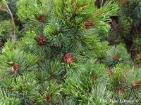 Pinus pumila - ハイマツ - Click to enlarge