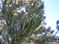 Pinus quadrifolia