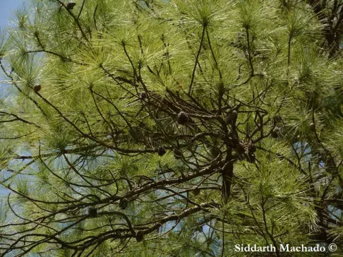 Pinus serotina - ヌママツ