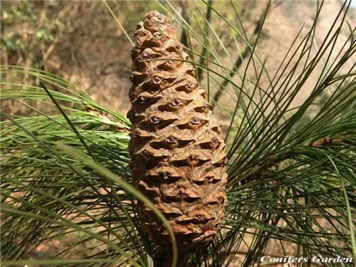 Pinus squamata - 巧家五針松 (中国語)