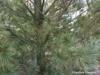 Pinus strobiformis - チワワシロマツ - クリックして拡大する