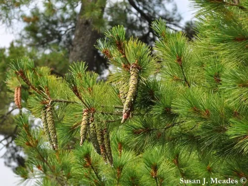 Pinus strobus - ストローブマツ