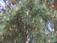 Pinus sylvestris var. mongholica