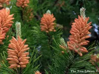 Pinus sylvestris - ヨーロッパアカマツ - Click to enlarge