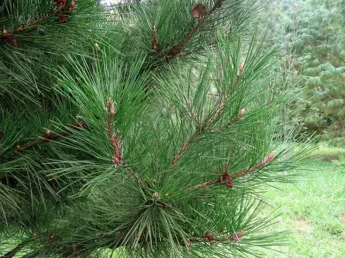 Pinus tabuliformis - チュウゴクアカマツ