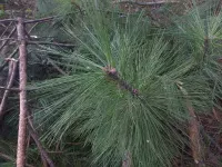 Pinus tecunumanii - テクンウマンマツ - Click to enlarge