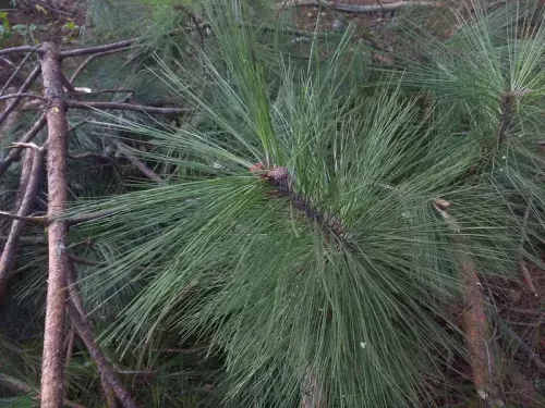 Pinus tecunumanii - テクンウマンマツ