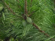 Pinus thunbergii 