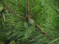 Pinus thunbergii - クロマツ - Click to enlarge