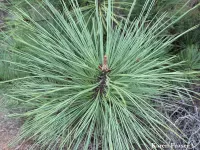 Pinus torreyana - トーリーパイン - クリックして拡大する