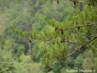 Pinus virginiana