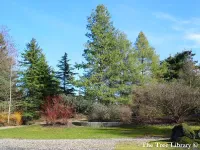 Pinus wallichiana - ヒマラヤゴヨウ  - クリックして拡大する