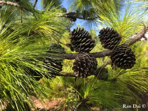 Pinus yunnanensis - ウンナンマツ