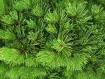 Pinus - マツ属