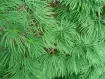 Pseudolarix - イヌカラマツ属