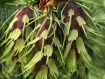 Pseudotsuga - トガサワラ属